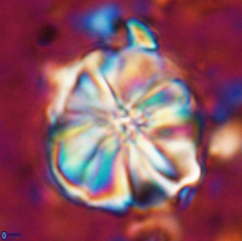 Assipetra youngii 7142