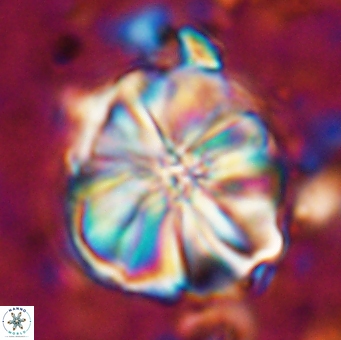 Assipetra youngii 7142