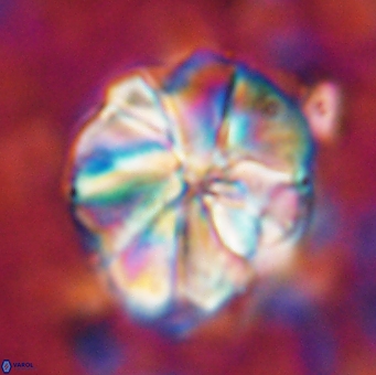 Assipetra youngii 7143