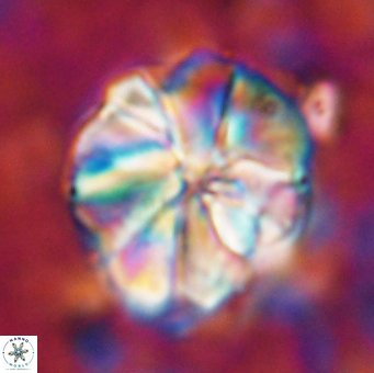 Assipetra youngii 7143