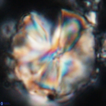 Assipetra youngii 7155