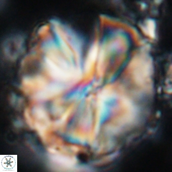 Assipetra youngii 7155