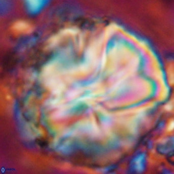 Assipetra youngii 7156