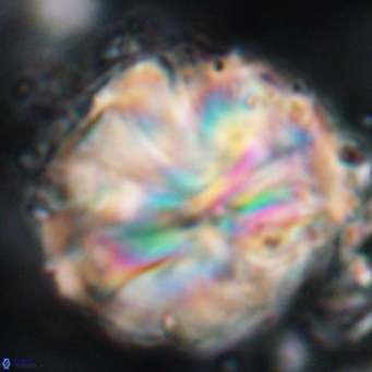 Assipetra youngii 7158