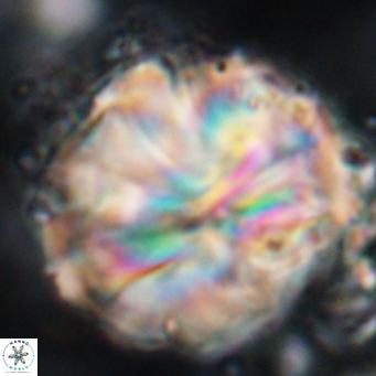 Assipetra youngii 7158