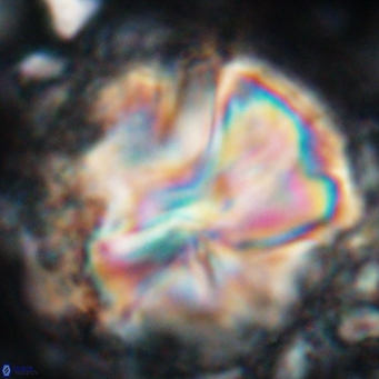 Assipetra youngii 7159