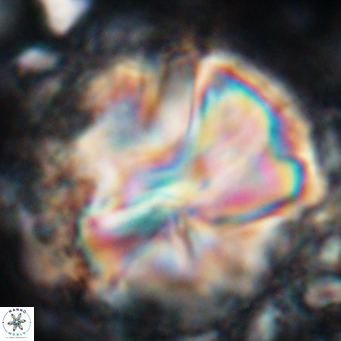 Assipetra youngii 7159