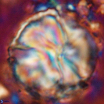 Assipetra youngii 7150