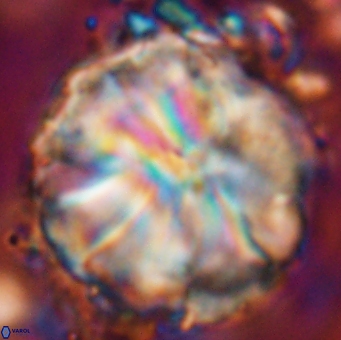 Assipetra youngii 7151