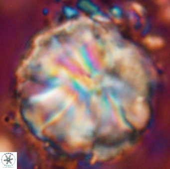 Assipetra youngii 7151