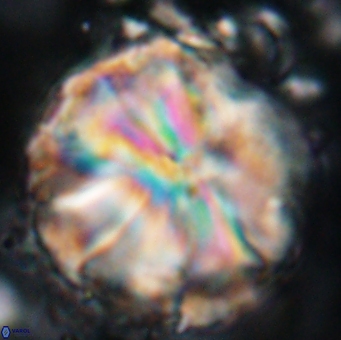 Assipetra youngii 7152