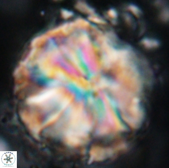 Assipetra youngii 7152