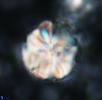 Assipetra youngii 923