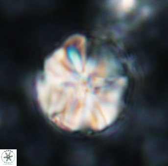 Assipetra youngii 923