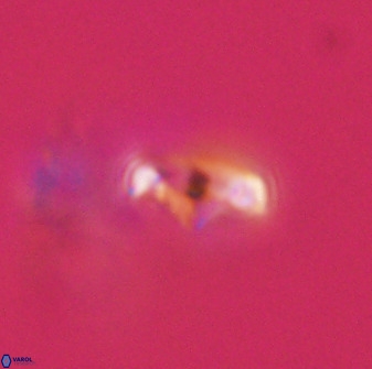 Asynithistostoichos coxalliae 40165