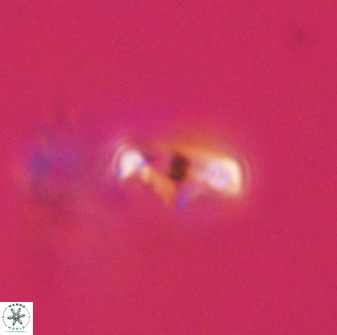 Asynithistostoichos coxalliae 40165