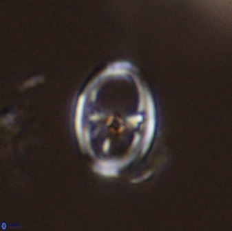 Asynithistostoichos coxalliae 40172