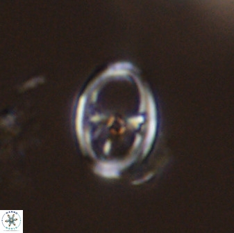 Asynithistostoichos coxalliae 40172
