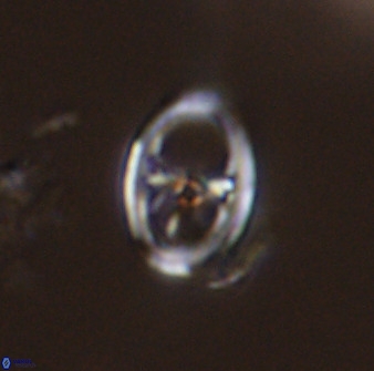 Asynithistostoichos coxalliae 40173