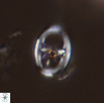 Asynithistostoichos coxalliae 40173