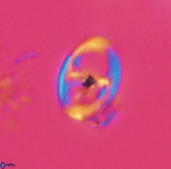 Asynithistostoichos coxalliae 40174