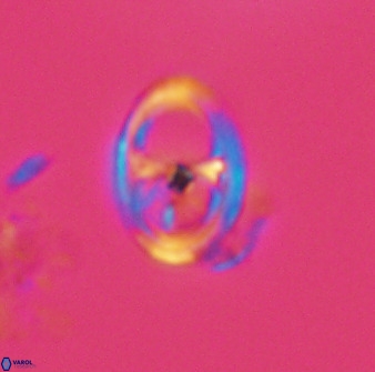 Asynithistostoichos coxalliae 40175