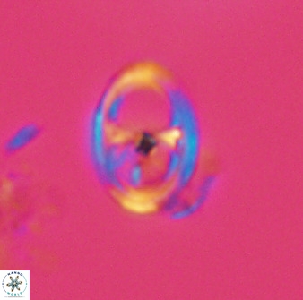 Asynithistostoichos coxalliae 40175