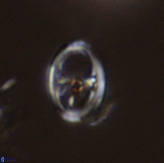 Asynithistostoichos coxalliae 40176