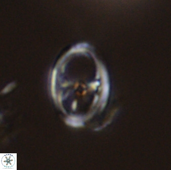Asynithistostoichos coxalliae 40176