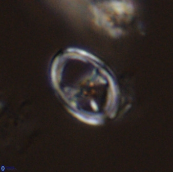 Asynithistostoichos coxalliae 40177