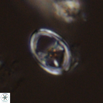 Asynithistostoichos coxalliae 40177