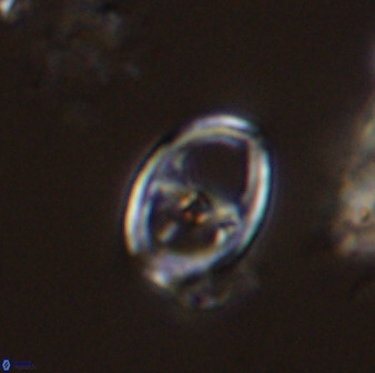 Asynithistostoichos coxalliae 40179