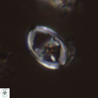 Asynithistostoichos coxalliae 40181