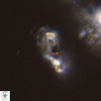 Asynithistostoichos coxalliae 40183