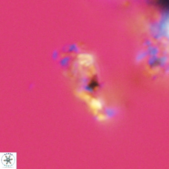 Asynithistostoichos coxalliae 40184