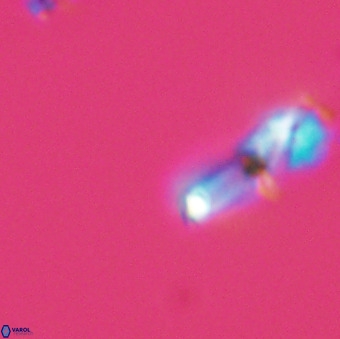 Asynithistostoichos coxalliae 40195