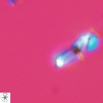 Asynithistostoichos coxalliae 40195