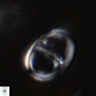 Asynithistostoichos coxalliae 40351