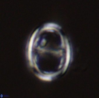 Asynithistostoichos coxalliae 40357