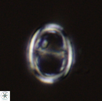 Asynithistostoichos coxalliae 40357