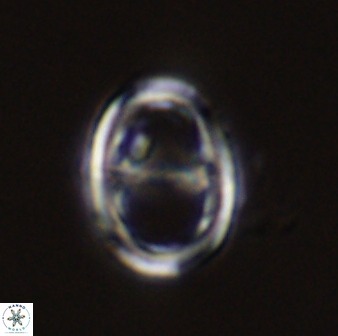 Asynithistostoichos coxalliae 40358