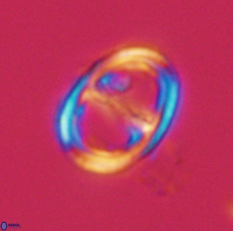 Asynithistostoichos coxalliae 40360