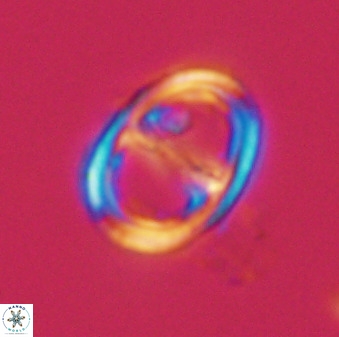 Asynithistostoichos coxalliae 40360