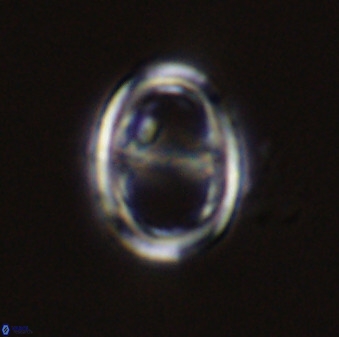 Asynithistostoichos coxalliae 40361