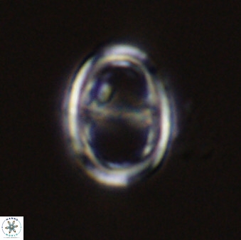 Asynithistostoichos coxalliae 40361