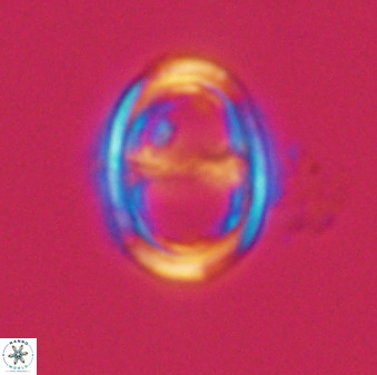 Asynithistostoichos coxalliae 40362