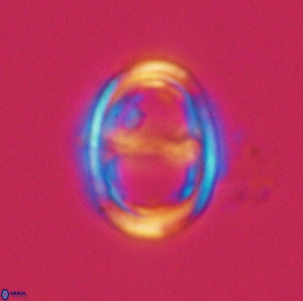 Asynithistostoichos coxalliae 40363