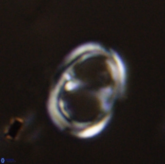 Asynithistostoichos coxalliae 40364