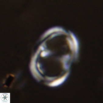 Asynithistostoichos coxalliae 40364