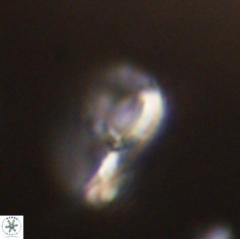 Asynithistostoichos coxalliae 40365